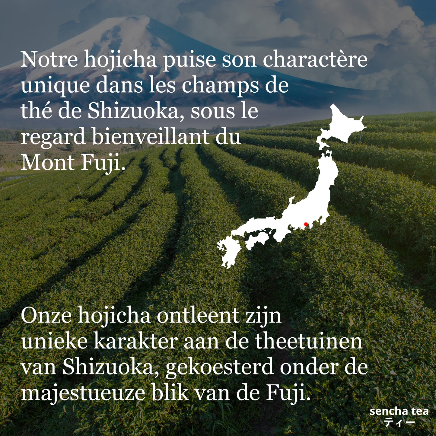 Poudre d'Hojicha Medium Roast Bio