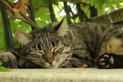 Chat qui dort.