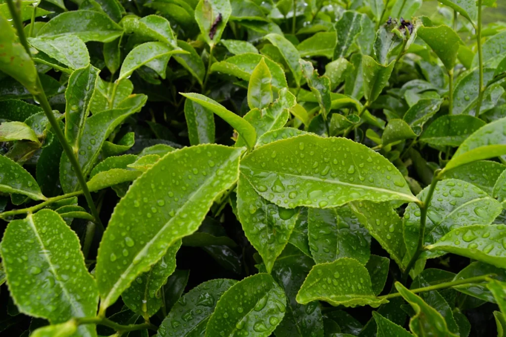 Plante Camellia sinensis