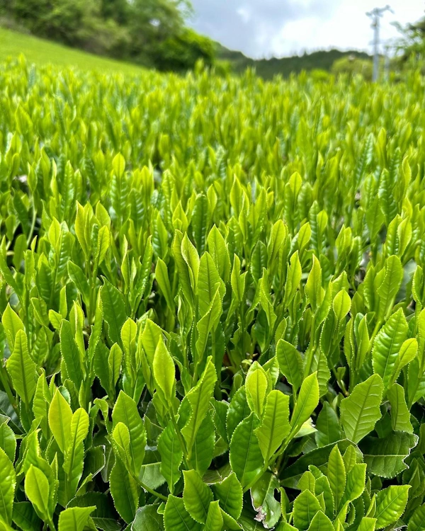 Plants de thé Yabukita.